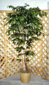 6' Ficus S629