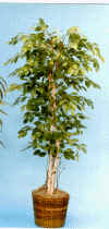 6' Ficus economy