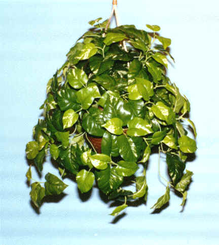 Hanging Plants