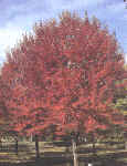 Mature Autumn Flame