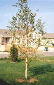 Hertitage Birch