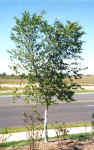 Lacebark Elm