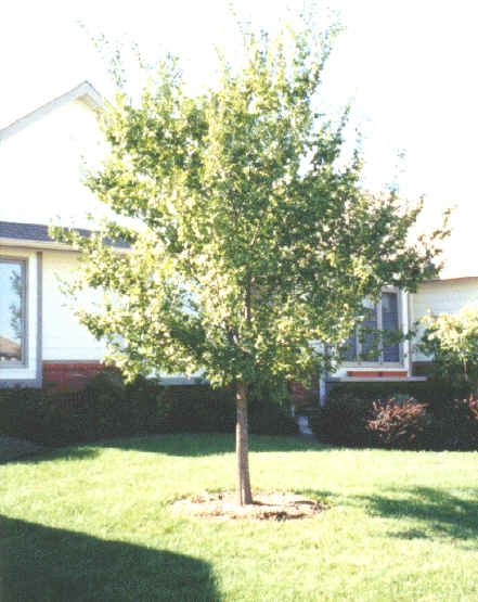 lacebark elm tree pictures. Lacebark Elm