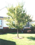 Lacebark Elm