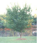 Mature Lacebark elm