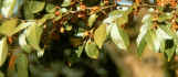 Lacebark Elm Leaves