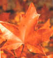 Maple Norwegian Sunset Leaf