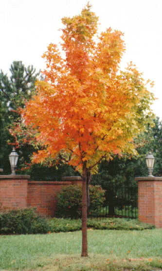 ... sunset shantung hybrid maple pacific sunset shantung hybrid maple