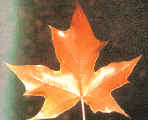 Maple Pacific Sunset Leaf