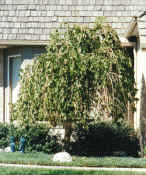 Weeping Mulberry