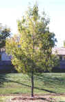 Sawtooth Oak