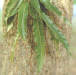 Sawtooth Oak Leaves