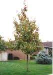 Shumard Oak Early Fall