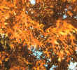 Shumard Oak Leaves Fall