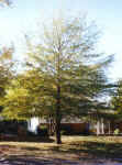 Mature Willow Oak