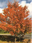 Autumn Blaze Callery Pear