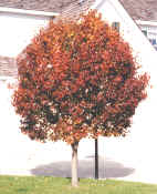 Bradford Pear