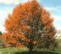 Bradford Pear