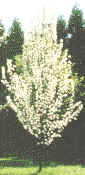 Capital Pear