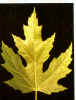 Silver Maple Leaf