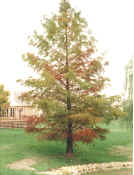 Bald Cypress (early Fall)