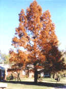 Bald Cypress (Fall)