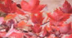 red maple leaves.jpg (286618 bytes)