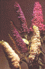 Buddleia davidii assorted colors