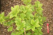 Viburnum trilobum 'Compaction'   Compact Cranberry Bush