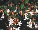 abelia1.gif (120909 bytes)