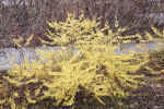 forsythia1.jpg