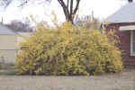 forsythia2.jpg