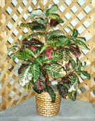 4' Croton