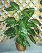 3' Crystal Anthurium x6