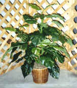 3' Giant Pothos x6