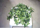 Ampelopsis Ivy Countertop