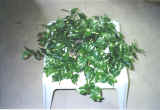 Pothos Ivy Countertop